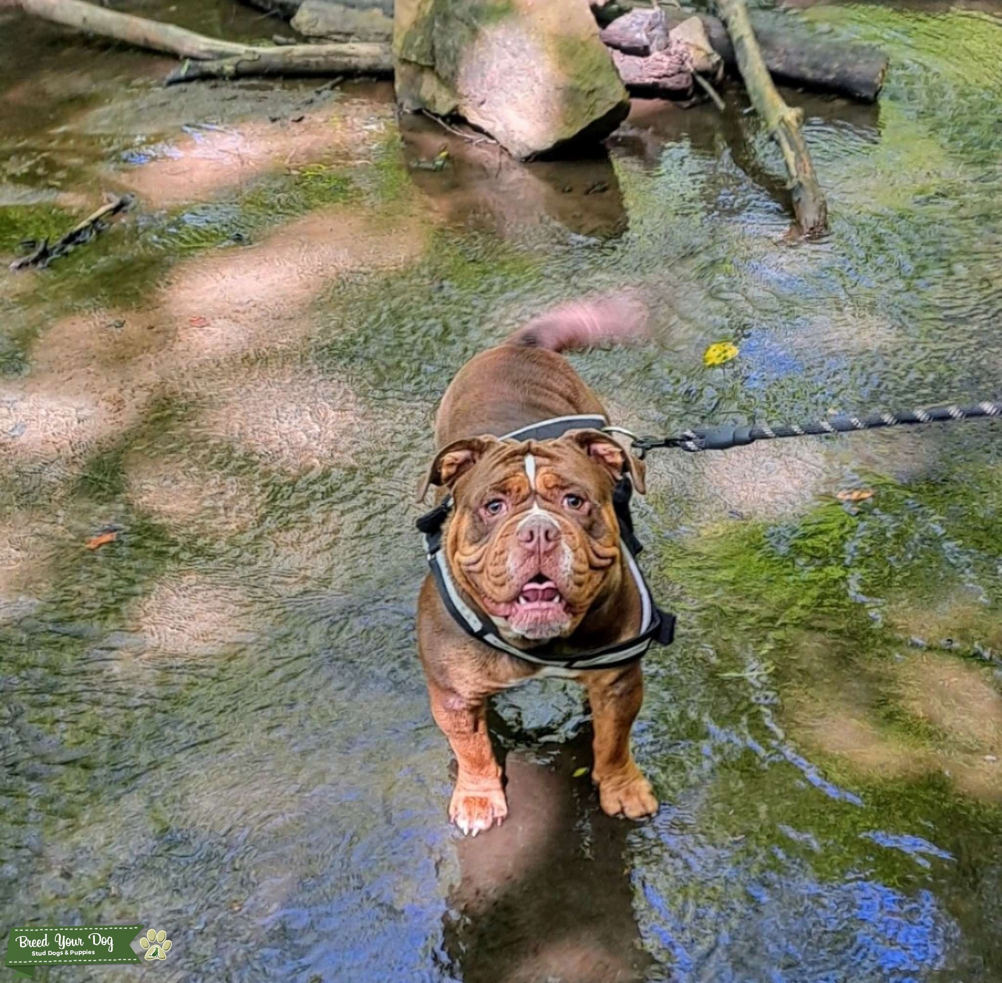 Chocolate tri olde English bulldog Stud Dog in Cheshire , the United