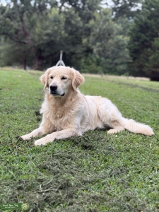 Male English Cream Golden Retriever Listing Image