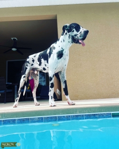 European Great Dane  Listing Image