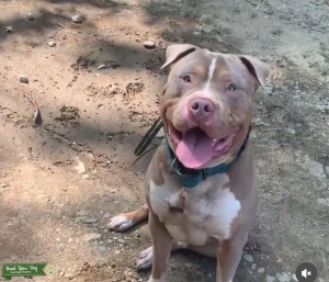American bully male Listing Image
