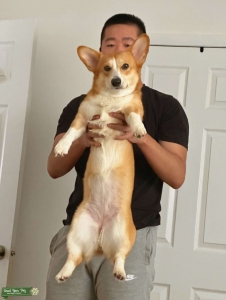 [AKC Verified] Pembroke Corgi - Corn Listing Image