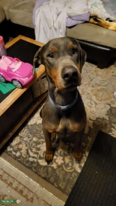 CKC Blue Doberman  Listing Image