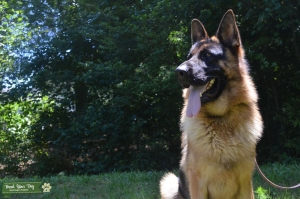 Champion Bloodline GSD for Stud Service Listing Image