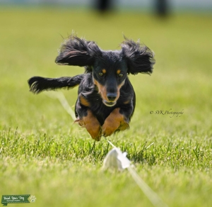 UKC Champion  Listing Image