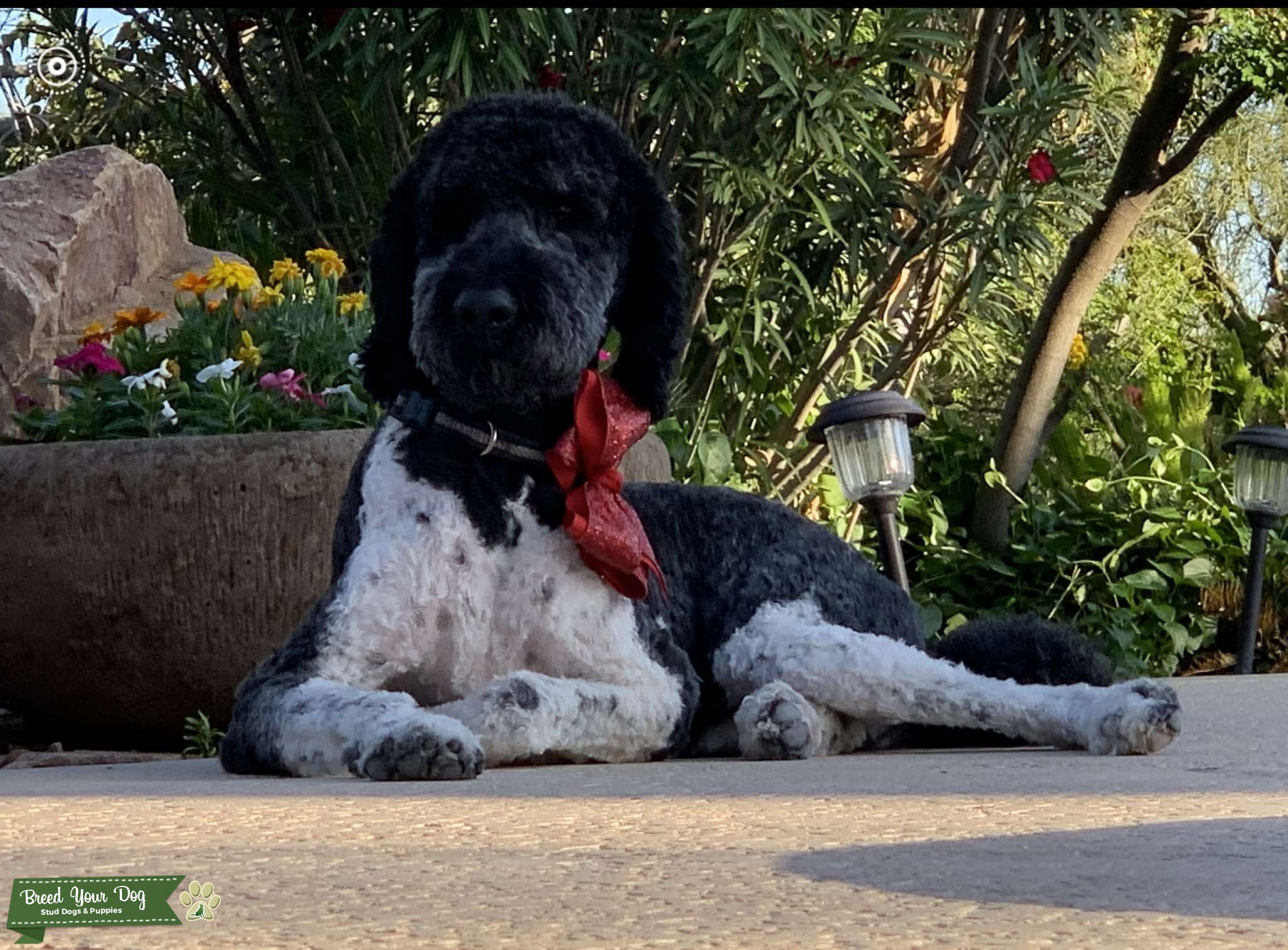 Boots, Royal Parti standard Poodle(fully registered) Stud Dog in