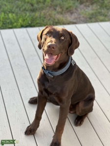 AKC Chocolate Silver Lab Listing Image