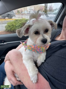 Maltipoo Female Looking for Boyfriend Listing Image