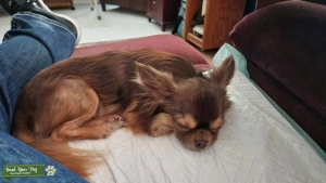 Russian longhaired chihuahua  Listing Image