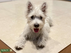 Westie Stud Looking For A Cutie Listing Image