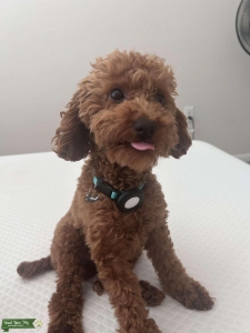 Red Mini Poodle  Listing Image