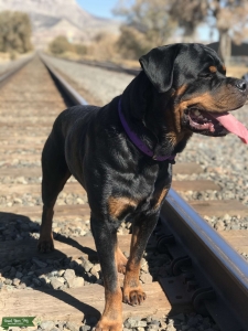 AKC Rottweiler for stud Listing Image