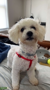 Charley the Stud Listing Image