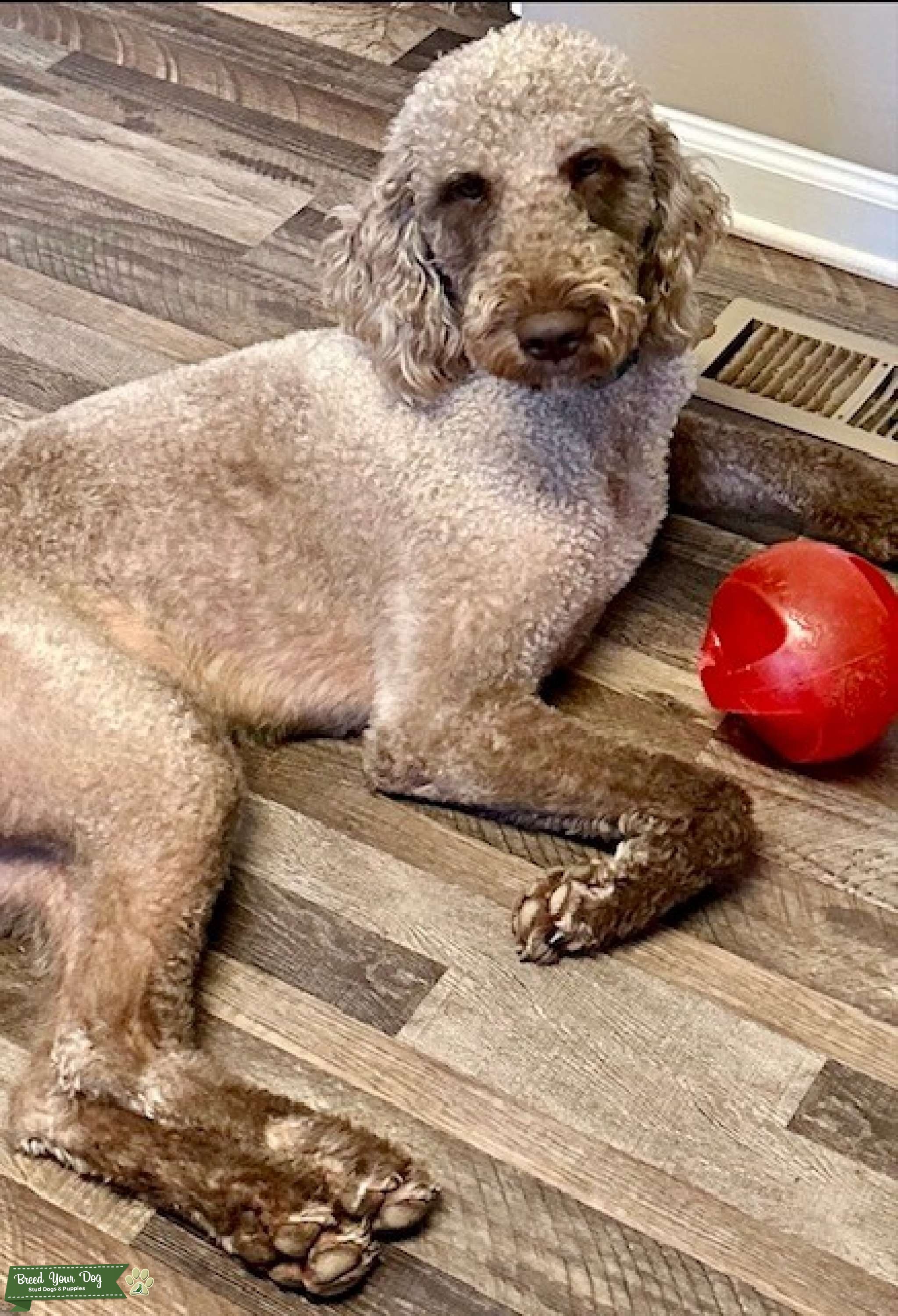 Standard Double Doodle (Goldendoodle & Labradoodle) Stud Dog in GA