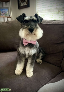 Black w white markings Miniature Schnauzer Listing Image