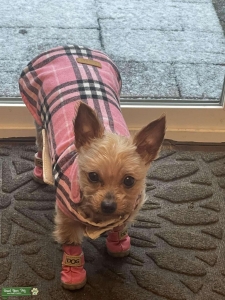 Pure bred small yorkie Listing Image
