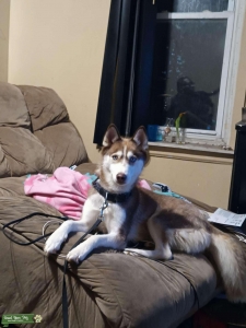 Brown husky Listing Image