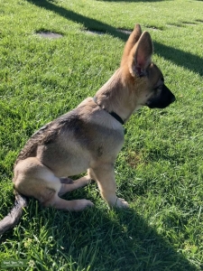 The Sable German Shepard Listing Image