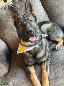 Sable German Shepherd Listing Image