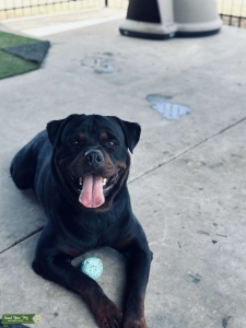 German Rottweiler  Listing Image