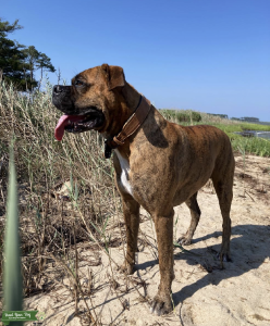 AKC Registered Boxer Listing Image