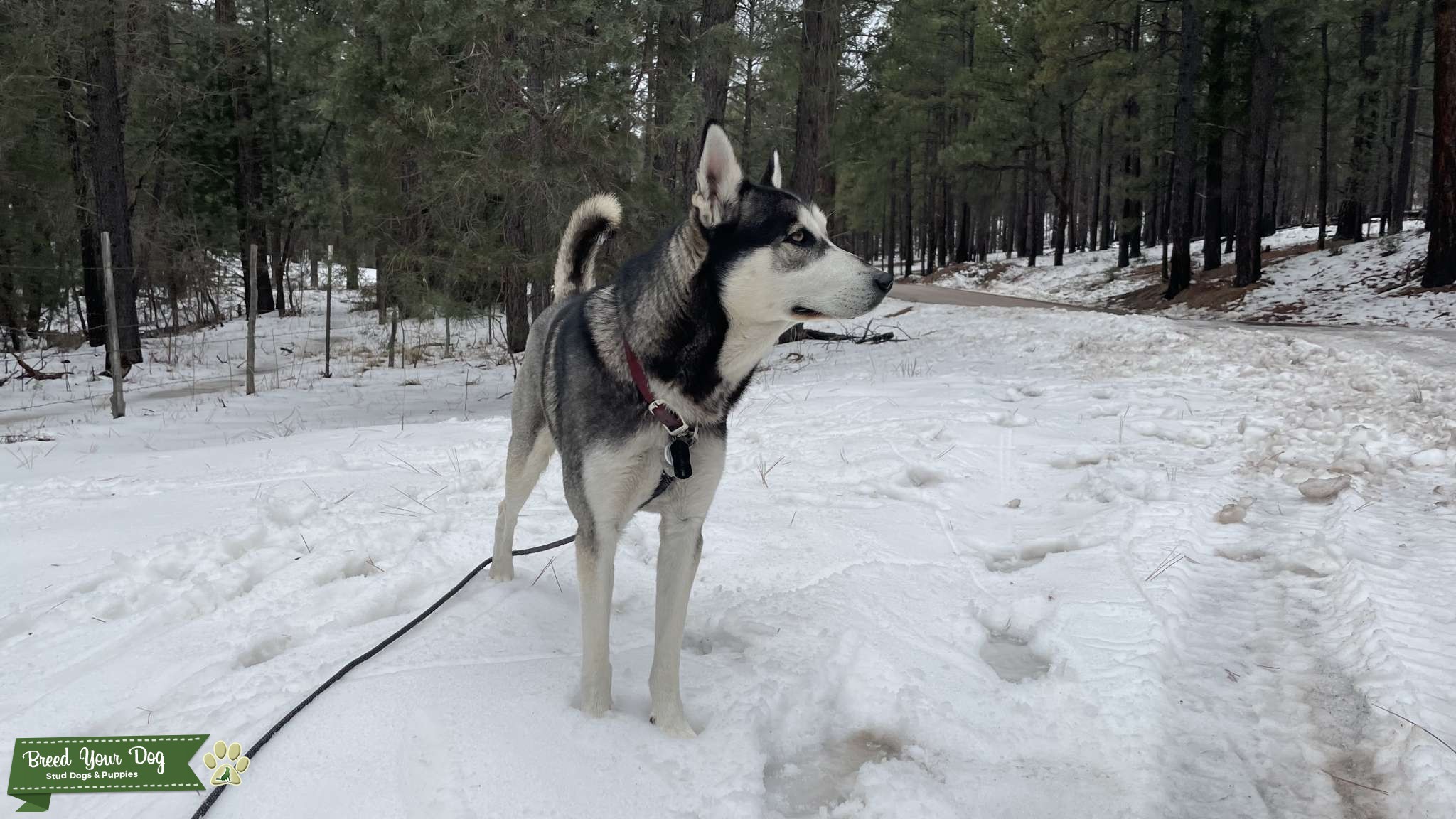 Healthy Young Pure Siberian Husky Stud Dog in Salt Lake City Area