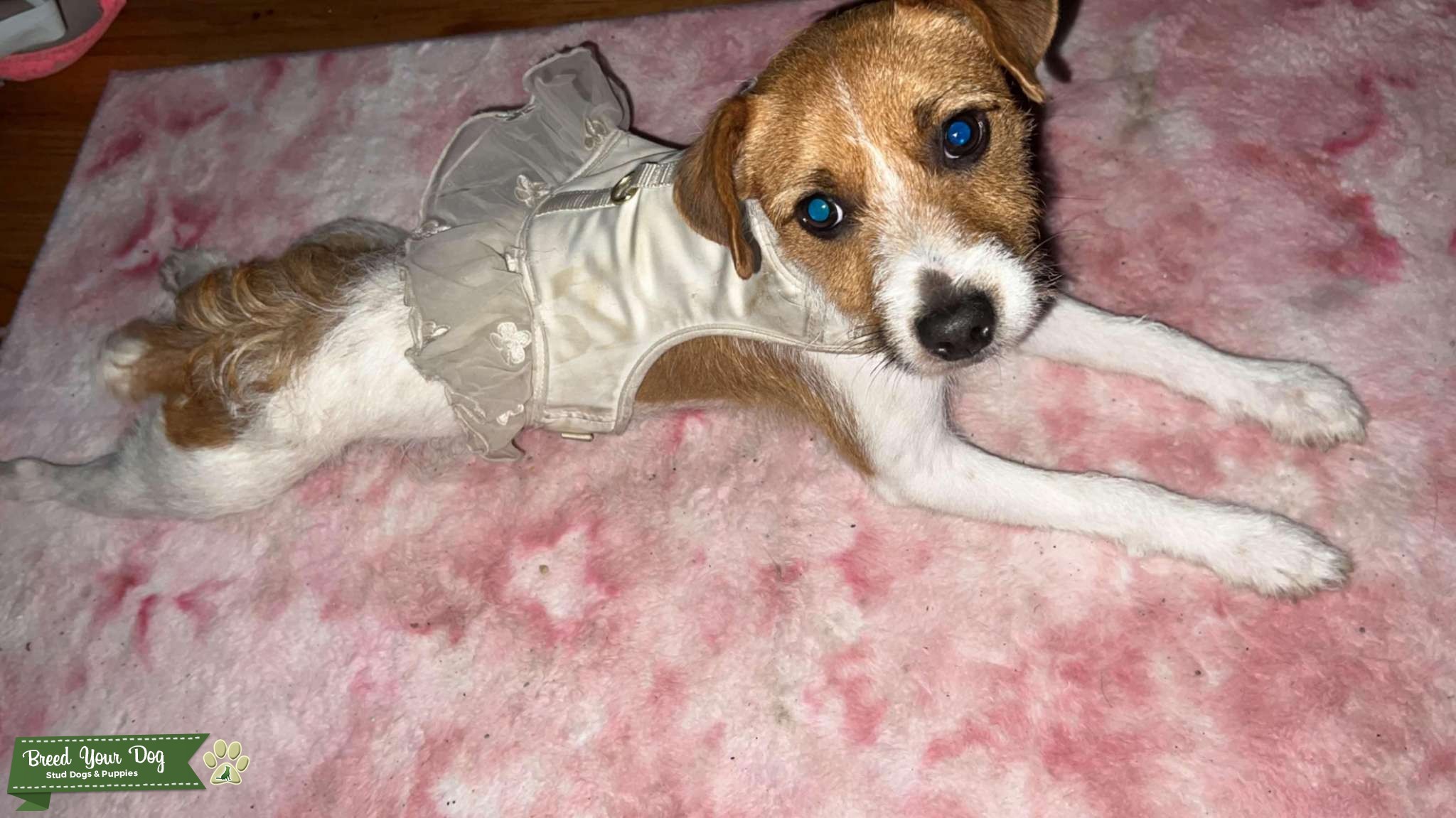 Jack Russell terrier female Stud Dog in Saint Louis city, the United