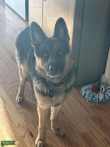 Black and Tan German Shepherd  Listing Image