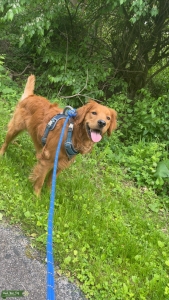 Mini Golden Retriever  Listing Image