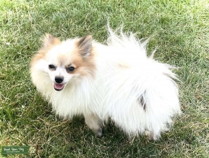 Gorgeous Pomeranian STUD  Listing Image