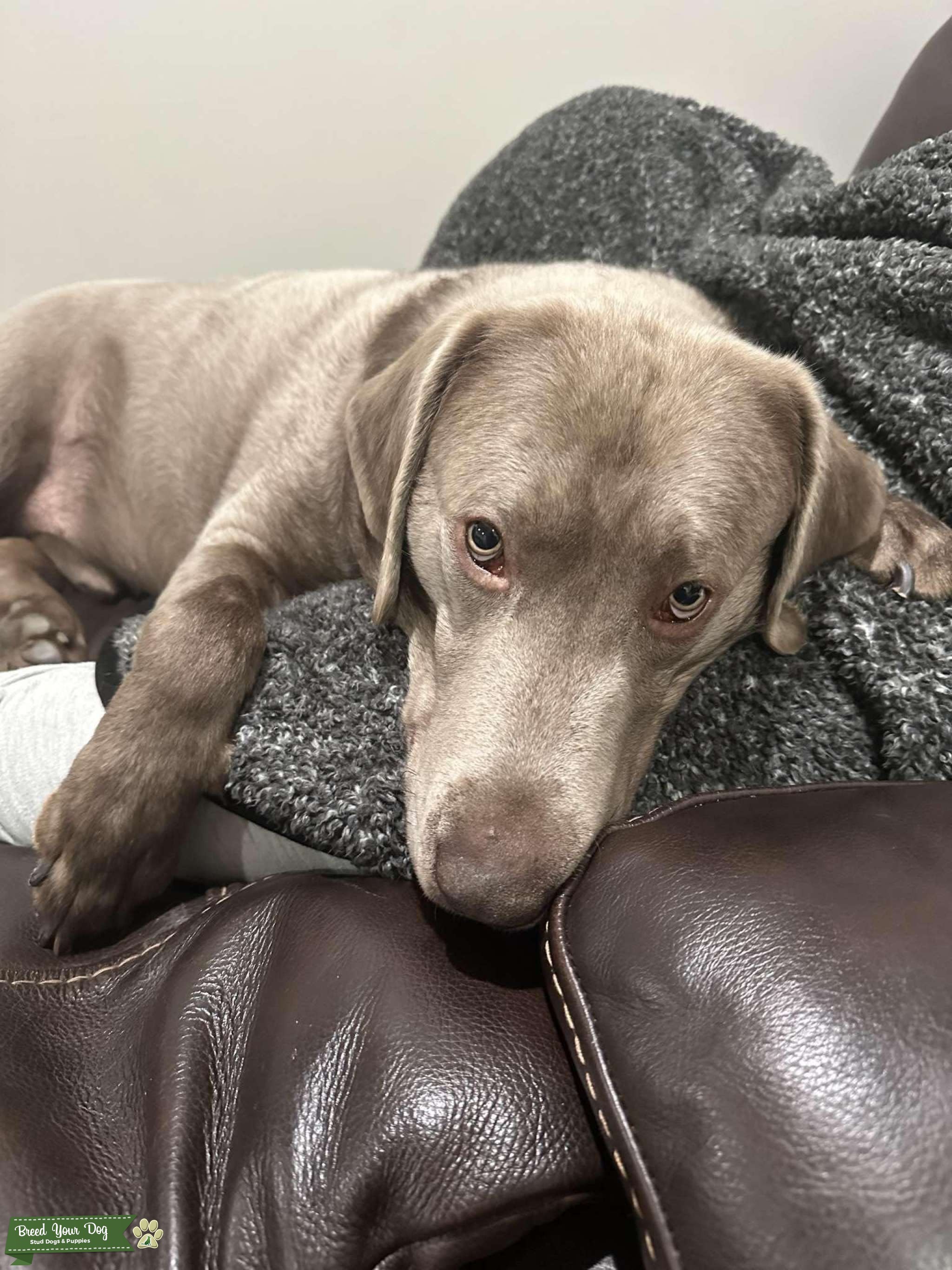 Silver lab Stud Dog in Suffolk, the United States Breed Your Dog