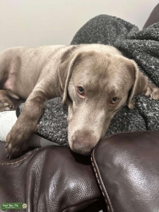 Silver lab Listing Image