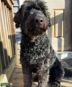 ALAA & WALA Registered Australian Labradoodle Stud | Fully Health Tested | Medical Alert & Response Service Dog Listing Image