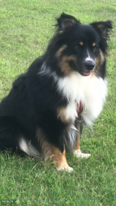 Beautiful and Highly intelligent Black Tri Australian Shepherd Stud Dog Listing Image