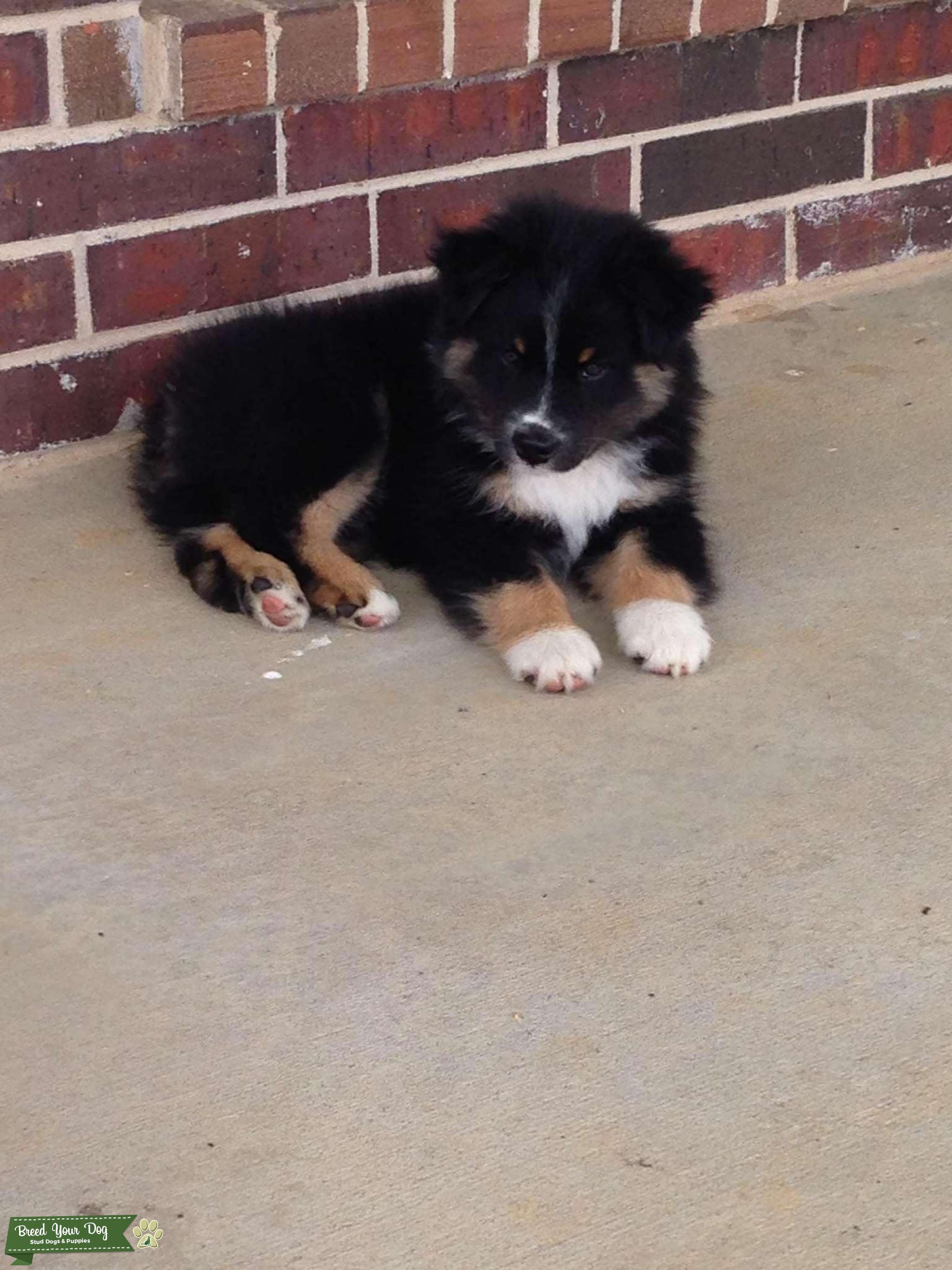 Beautiful and Highly intelligent Black Tri Australian Shepherd Stud Dog