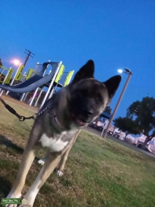 American Akita  Listing Image