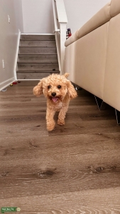 Stud Toy Poodle  Listing Image