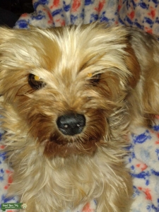 Sweet and smart blonde Yorkie stud! In the prime of life, obediant and loving!! Listing Image