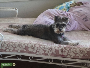 Mini-schnauzer Listing Image