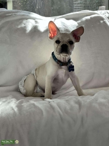 Cream Color French Bulldog Listing Image
