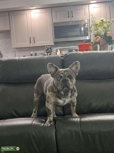 stud akc blue merle french bulldog  Listing Image