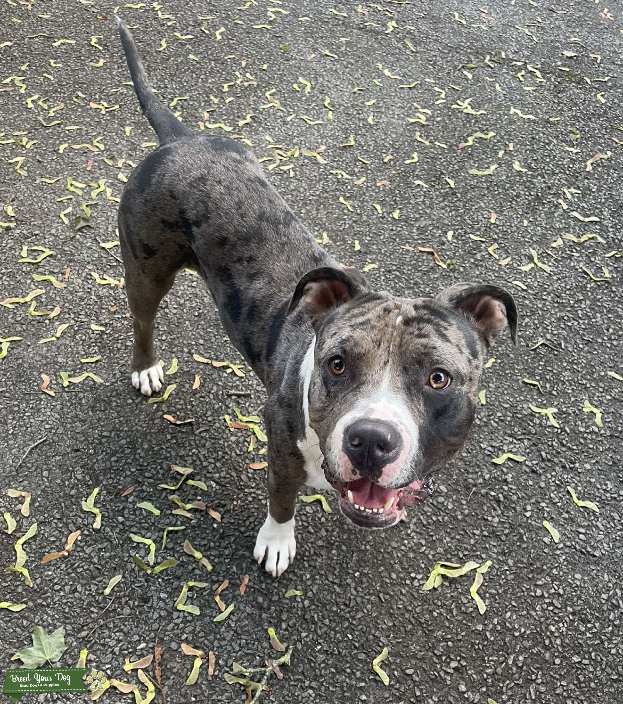 Tri Merle American Bully Stud Dog in Birmingham, the United States