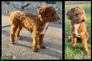 Red/White Tuxedo Toy Poodle Listing Image