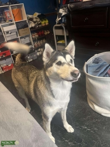 Gray/Black/White Alaskan Husky Listing Image