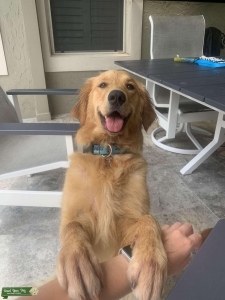 Female Golden Retriever  Listing Image