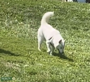 Husky Sire Listing Image