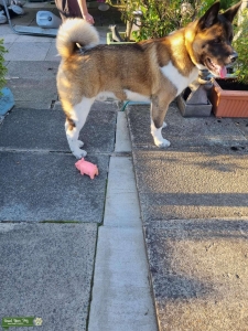 Male akita  Listing Image
