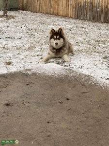 Siberian husky  Listing Image