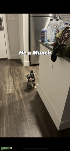 Muti-Poo  Listing Image