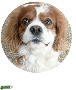 Blenheim Cavalier King Charles Spaniel Listing Image