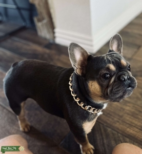 Tom Tom/ Lilac and Tan Frenchie  Listing Image